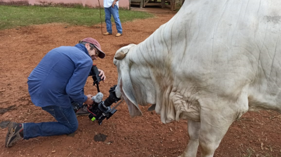 Documentaristas franceses visitam fazendas no Triângulo Mineiro para gravações sobre o Zebu