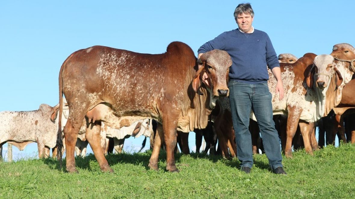 Brazilian Cattle: propriedade de Caxias do Sul é a primeira fazenda gaúcha a aderir ao programa