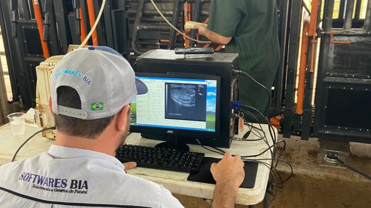 Animais participantes do programa ‘Zebu: Carne de Qualidade’ passam por ultrassonografia de carcaça