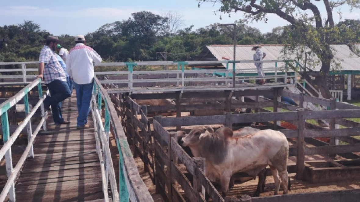 Feira do Pró-Genética comercializa 10 touros na Bolívia