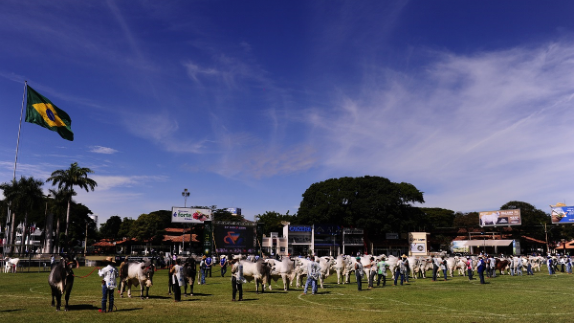 Filhos de Grandes Campeões da ExpoZebu serão genotipados