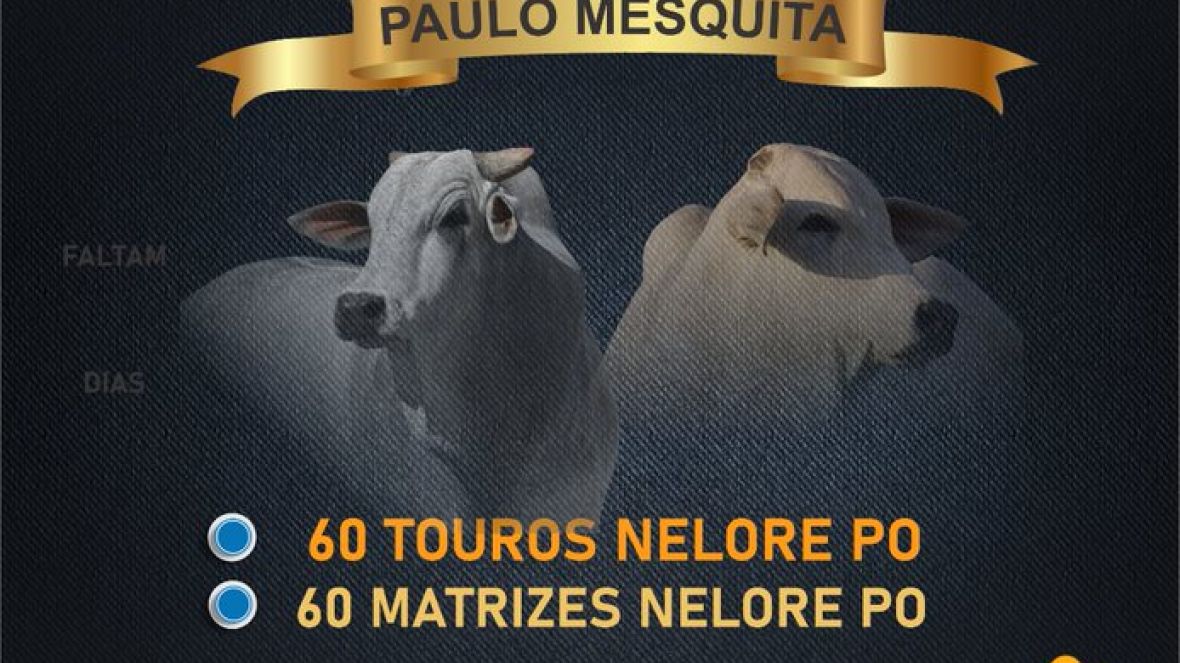 Faltam cinco dias para o Leilão Virtual Fazenda Gramado Paulo Mesquita 