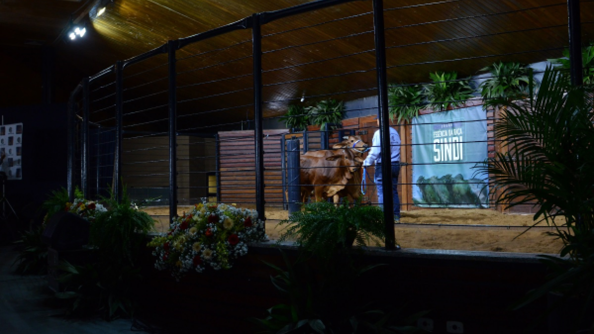 Leilões da ExpoZebu 2019 já movimentaram cerca de R$26 milhões