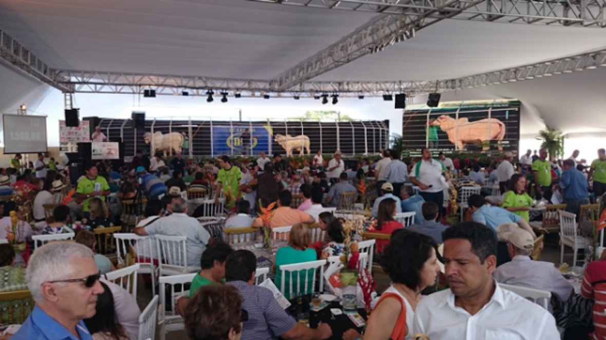 Melhoramento Genético garante sucesso de projeto pecuário alagoano 