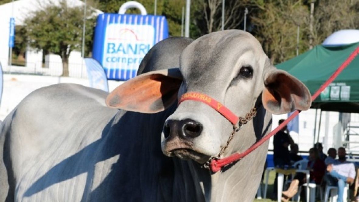 Definidos os Grandes Campeões da Expointer 2018