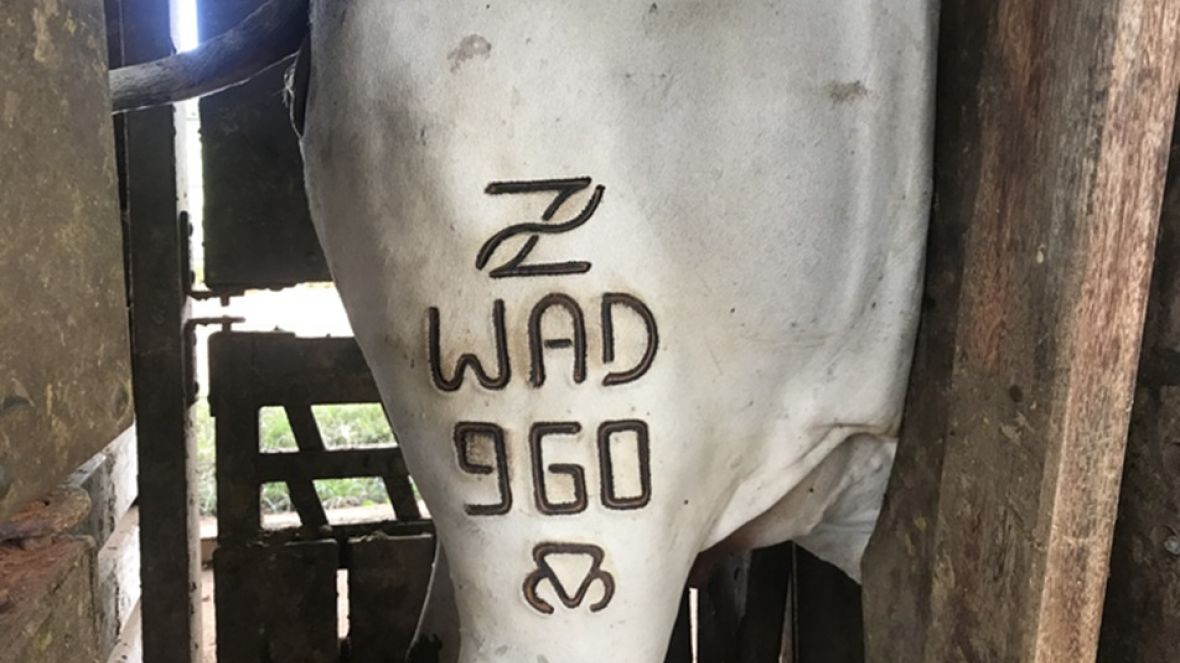 Lista dos reprodutores e matrizes candidatos ao CSG já está disponível no site da ABCZ