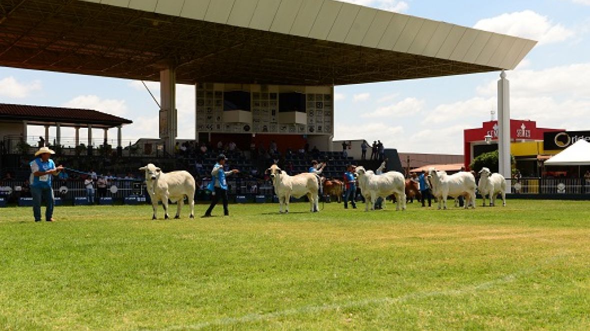 ACBB apresenta resultados da ExpoBrahman 2019