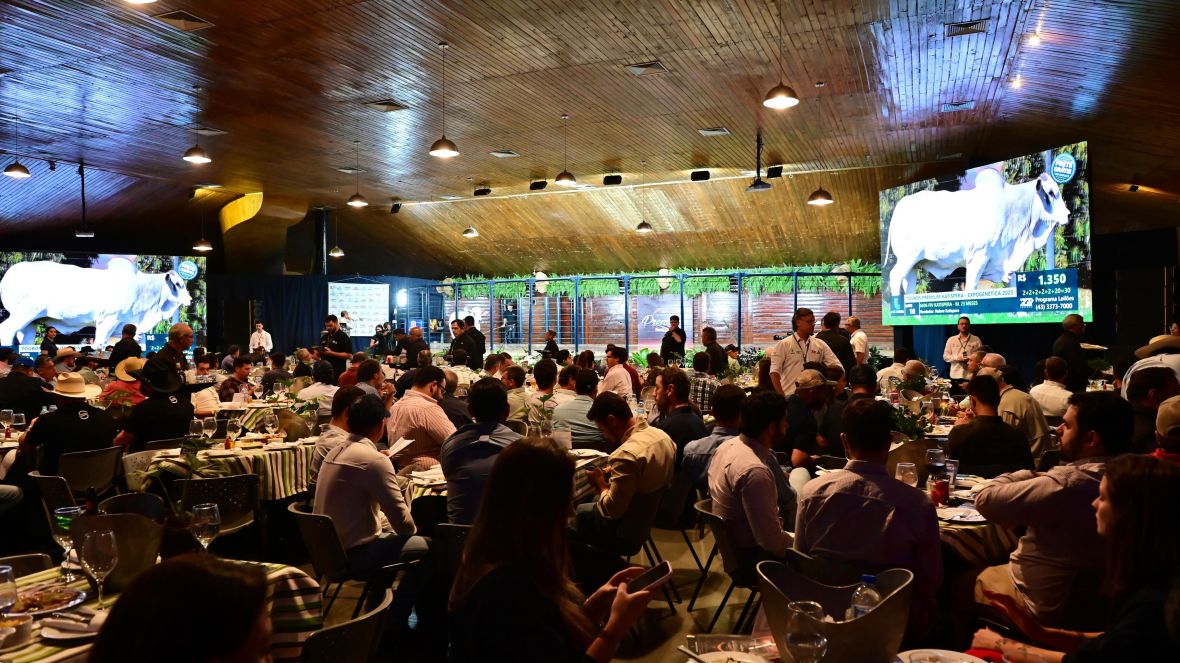 18ª ExpoGenética: leilões oficiais da feira já movimentaram mais de R$ 62 milhões