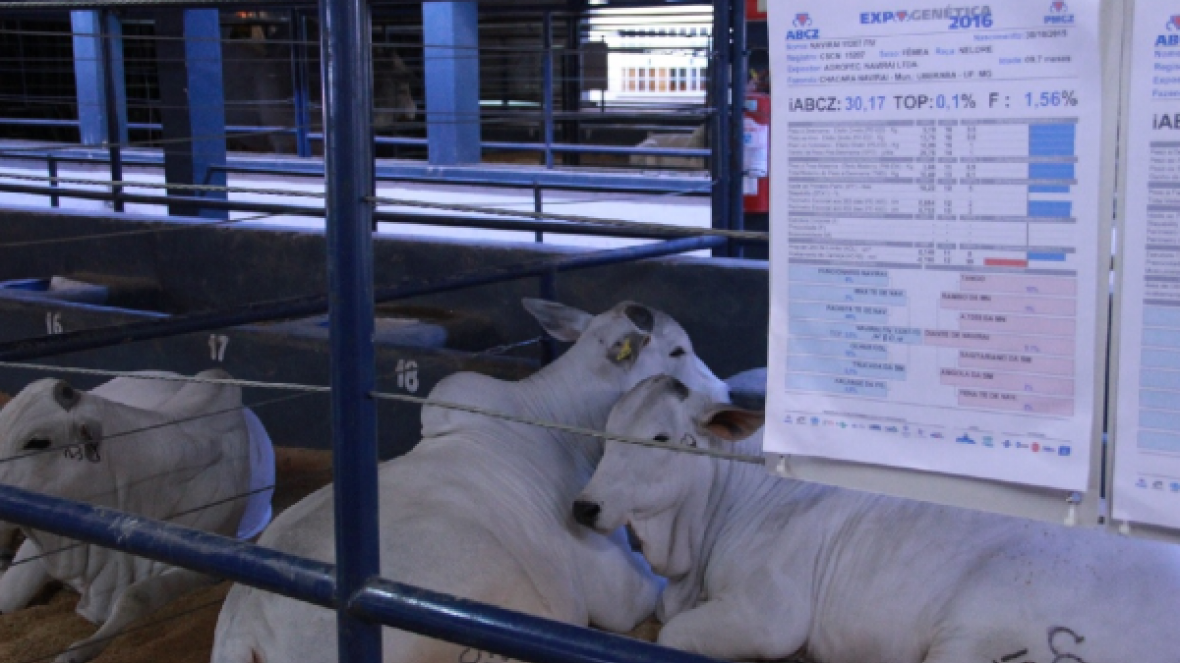 Descontos nas inscrições para a ExpoGenética 2017 vão até o dia 10 de julho