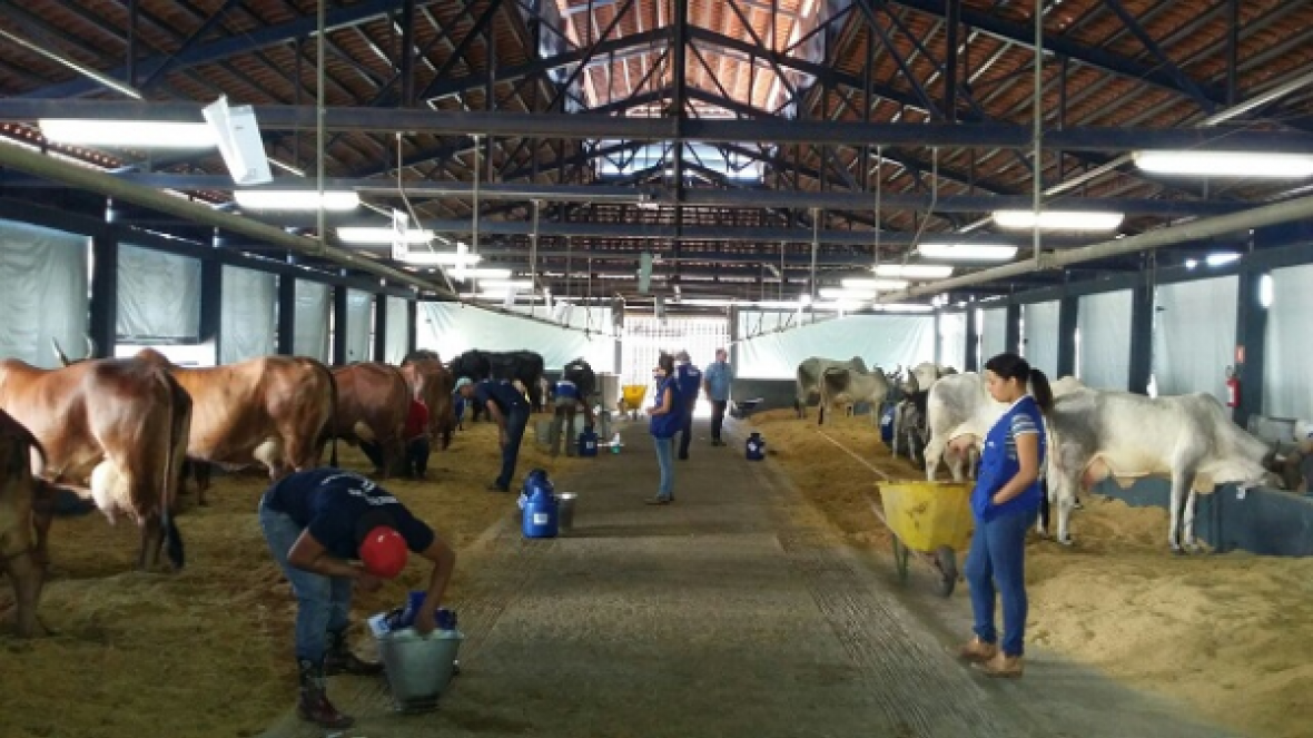 Concurso Leiteiro tem início com matrizes gir leiteiro, sindi, guzerá e guzolando