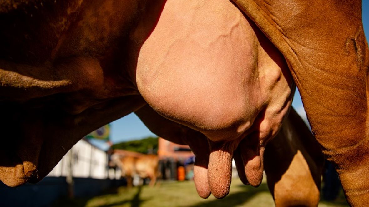 ABCZ premia campeãs do 43º Concurso Leiteiro da ExpoZebu