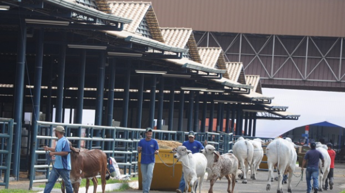 82ª ExpoZebu: Recepção de animais começa no dia 25 de abril