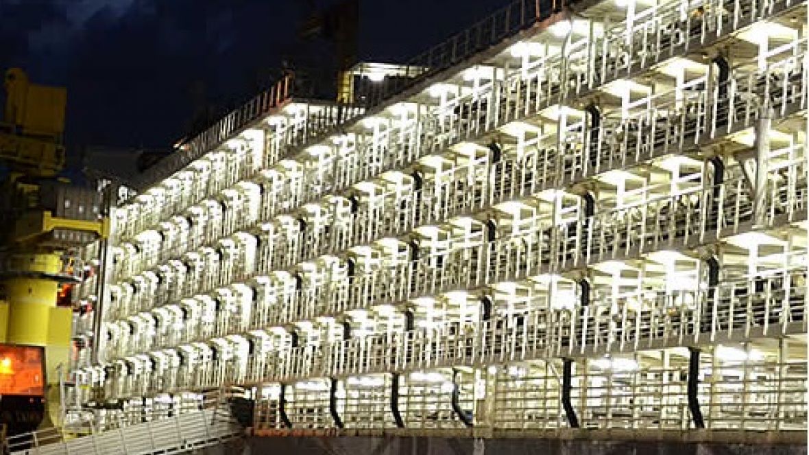 Brasil retoma exportações de animais vivos para a Jordânia