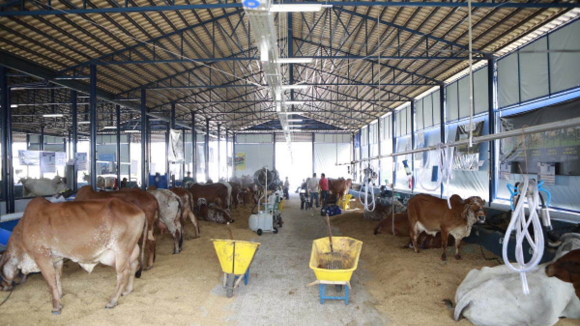 ExpoZebu 2021: inscrições para Concurso Leiteiro começam no próximo dia 1º