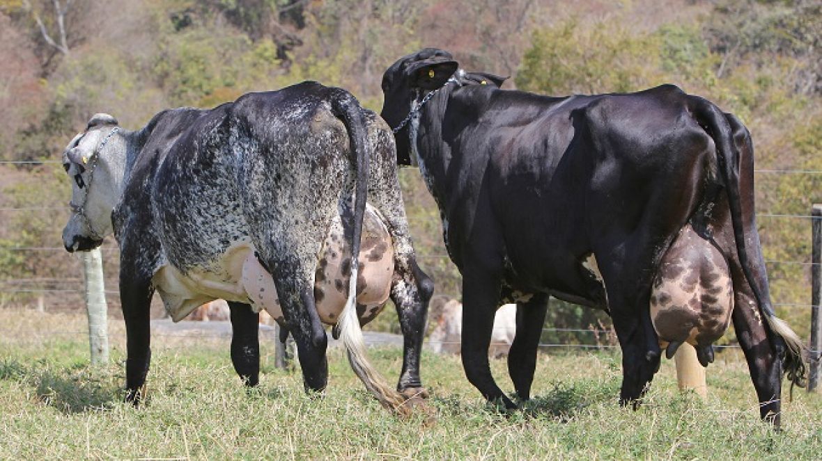 Acordo Nacional do Controle Leiteiro entre ABCZ, ABCBRH e Girolando será assinado durante a ExpoLeite