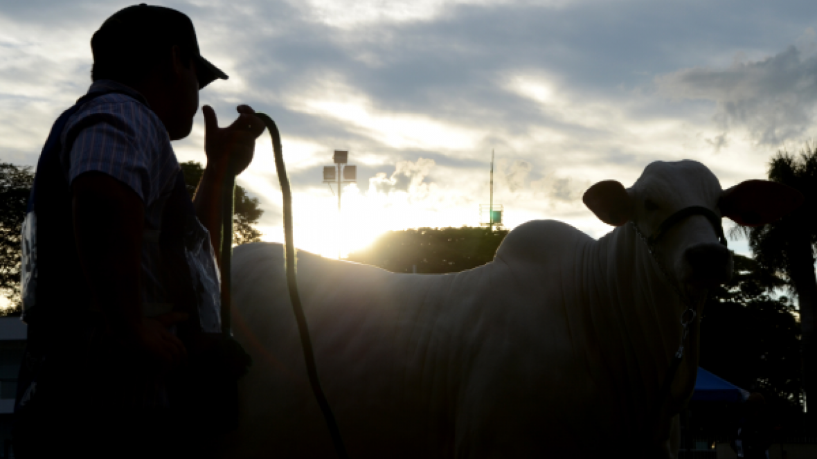 Expoinel 2016, maior evento da raça Nelore supera expectativas