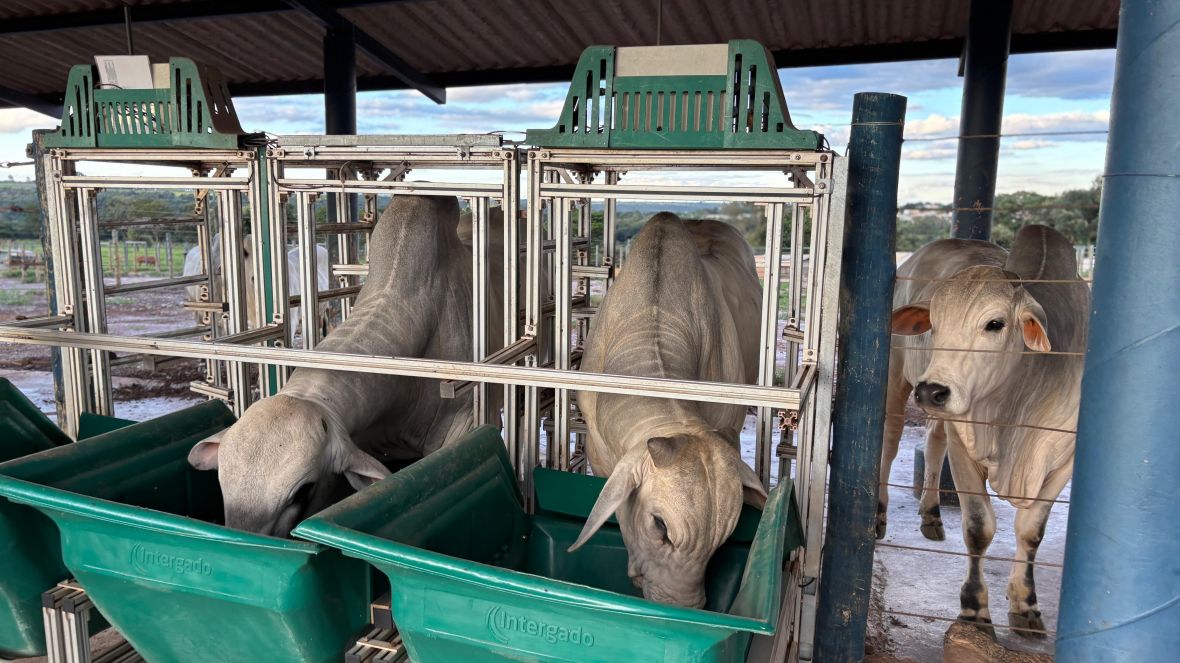 Touros do PNAT 2025 começam a chegar à Fazenda Escola da Fazu