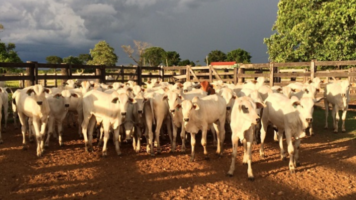 Dia de Campo da Fazenda Santa Edwiges  mostra trabalho de seleção com base no PMGZ