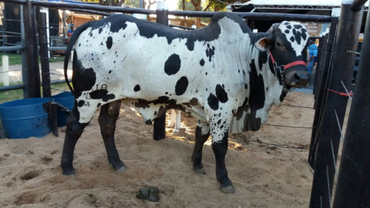 Pró-Genética chancela leilão de touros e matrizes PMGZ em Governador Valadares, MG