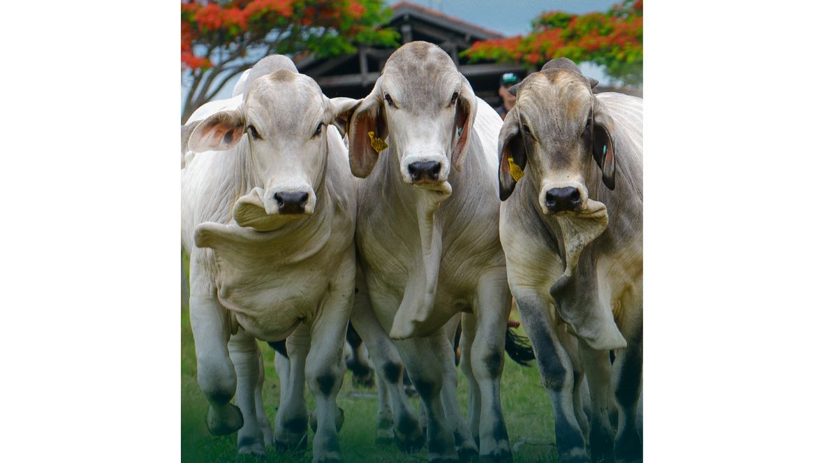 Associação de Brahman fará leilão de touros e degustação de carne na ExpoGenética 2025