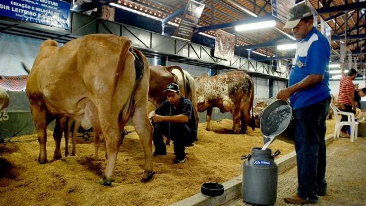 78ª ExpoZebu: Inscrições para Concurso Leiteiro tem início nesta quinta-feira