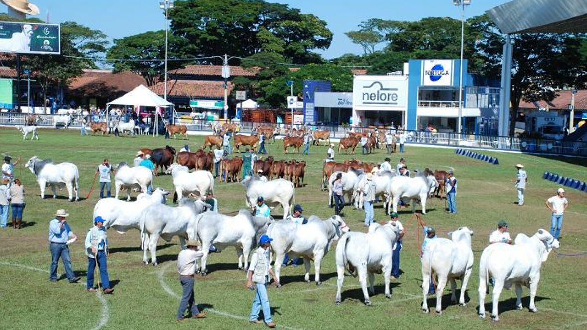 ABCZ recebe inscrições de animais para 78ª ExpoZebu 