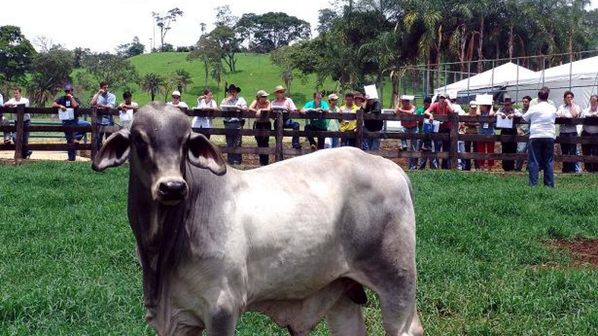 Simpósio sobre Melhoramento Animal terá curso do PMGZ