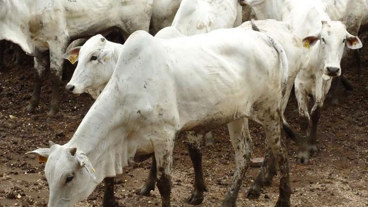 Uso de receptoras zebuínas será um dos temas de Dia de Campo do PMGZ