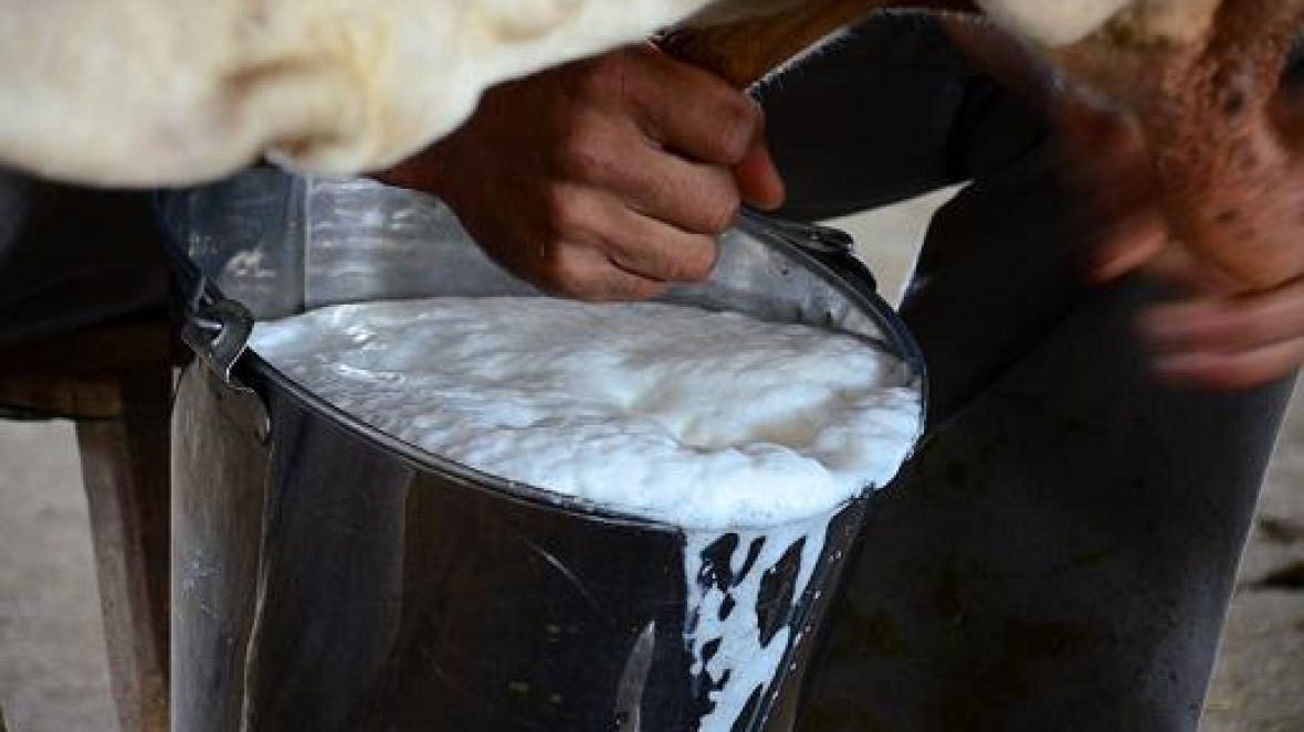 78ª ExpoZebu terá reunião sobre qualidade do leite