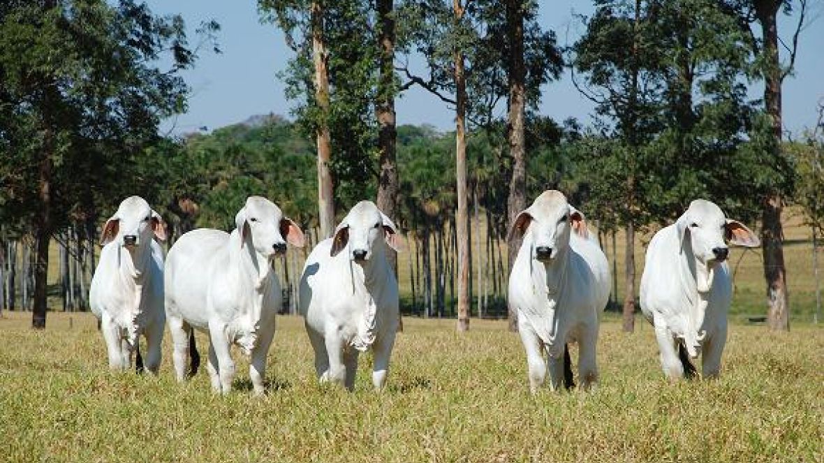 Brasil prepara participação no Congresso Mundial da Raça Brahman no Panamá
