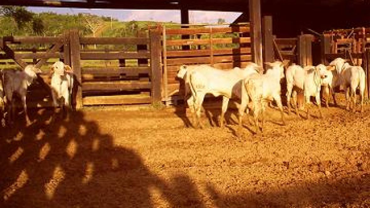 Cresce demanda por registro de receptoras CCG