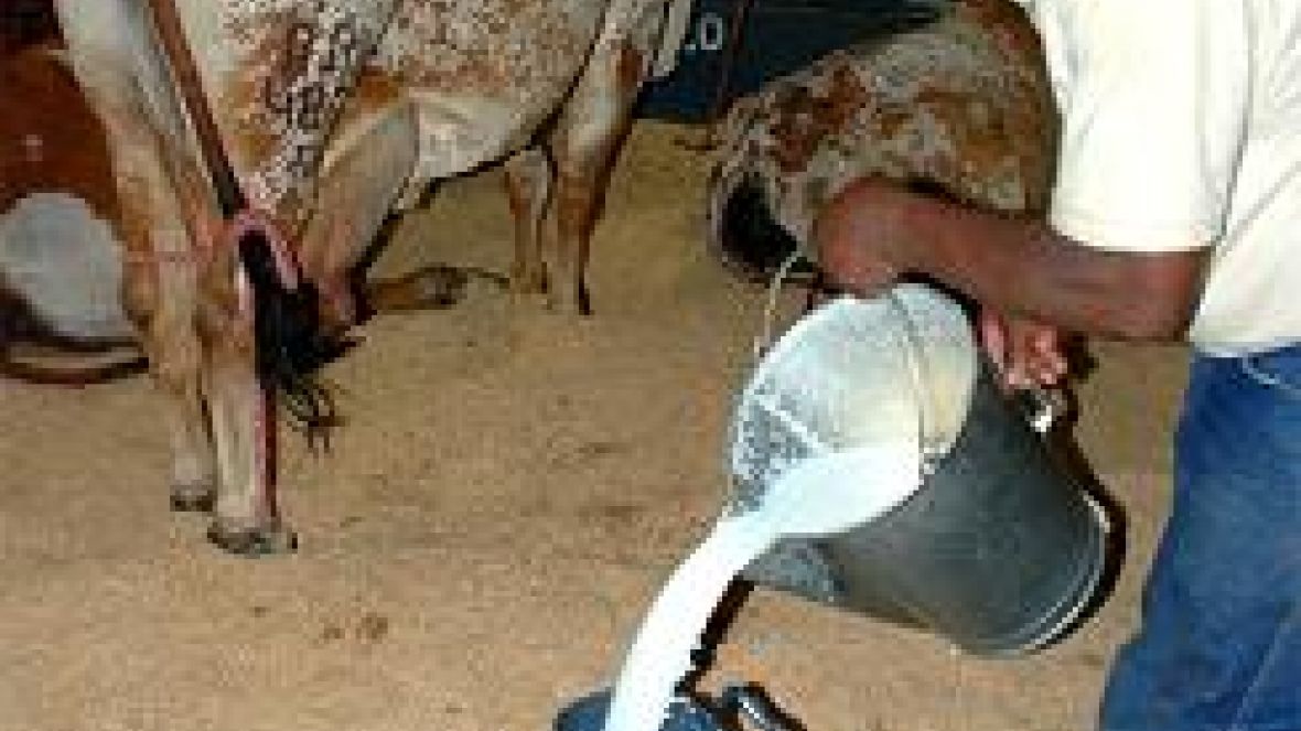 Análise qualitativa do leite será tema de reunião entre pesquisadores e produtores na ExpoZebu 2012