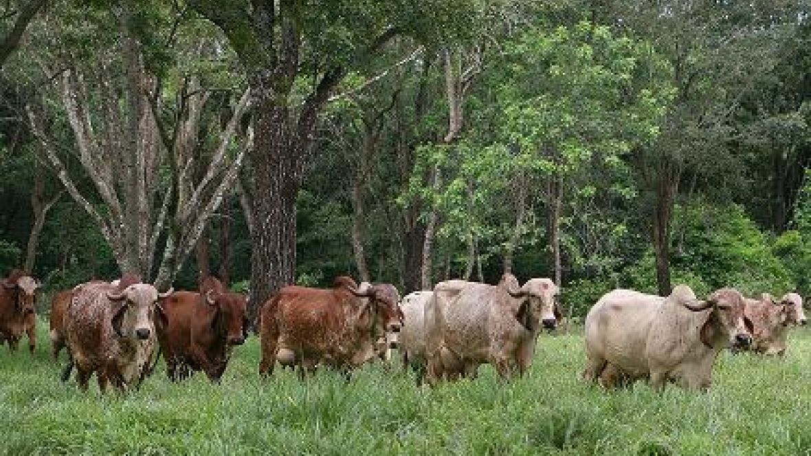 Tecnologias de produção sustentável serão apresentadas na ExpoZebu 2012