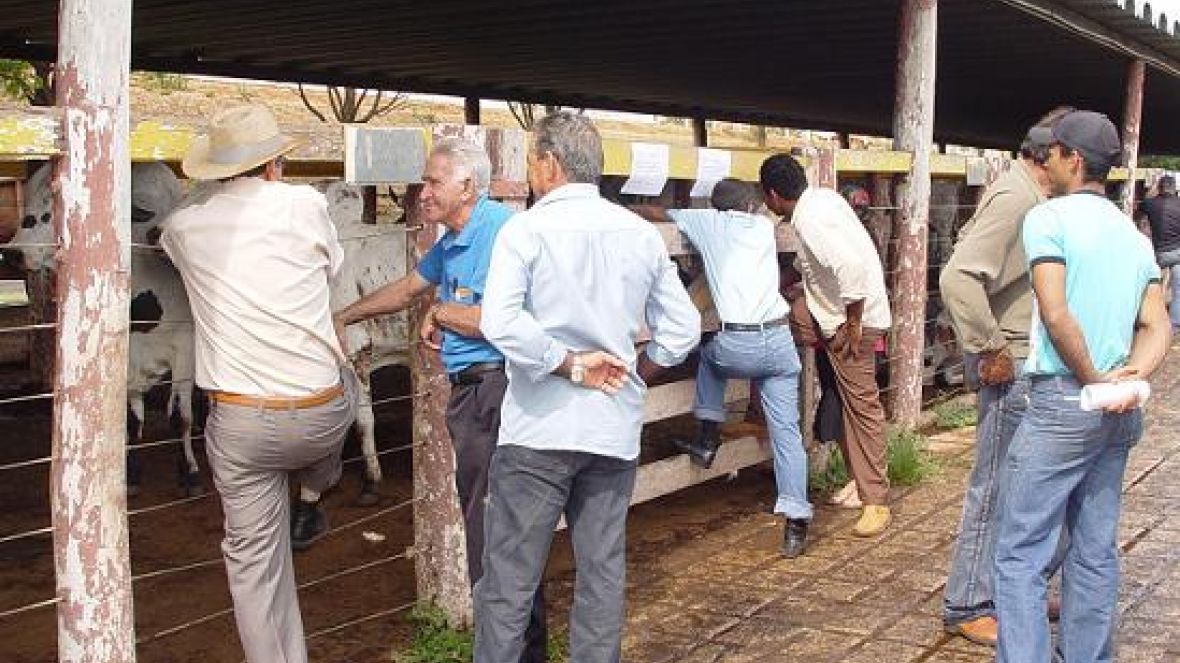 78ª ExpoZebu: Reunião da ASBRAER terá como foco o Pró-Genética