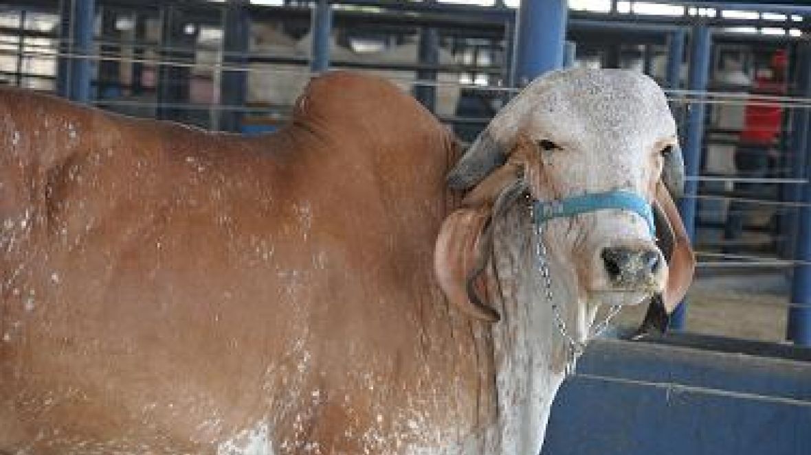 ExpoZebu 2012 começa a receber animais inscritos 