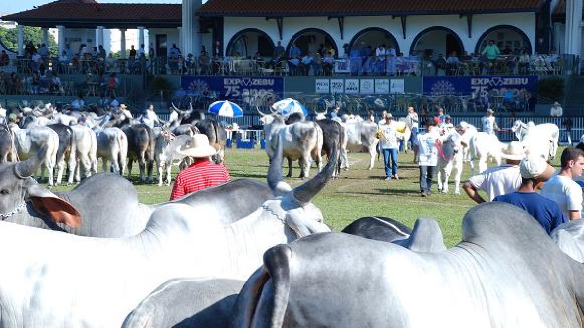 ExpoZebu será sala de aula para acadêmicos da FAZU 