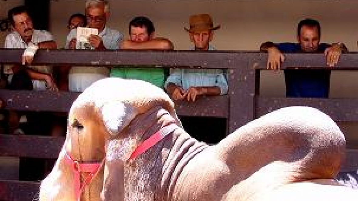 Emater-MG participa da Expozebu e apresenta trabalho de Integração, Lavoura, Pecuária e Floresta