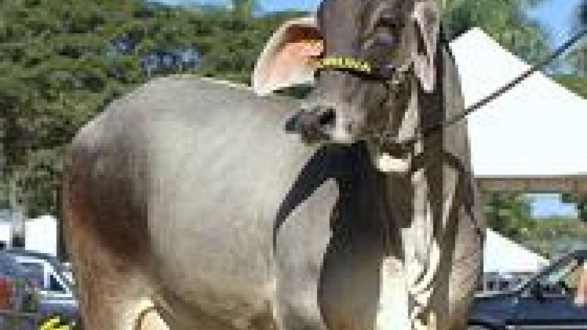 Raça guzerá abre as competições da 78ª ExpoZebu 