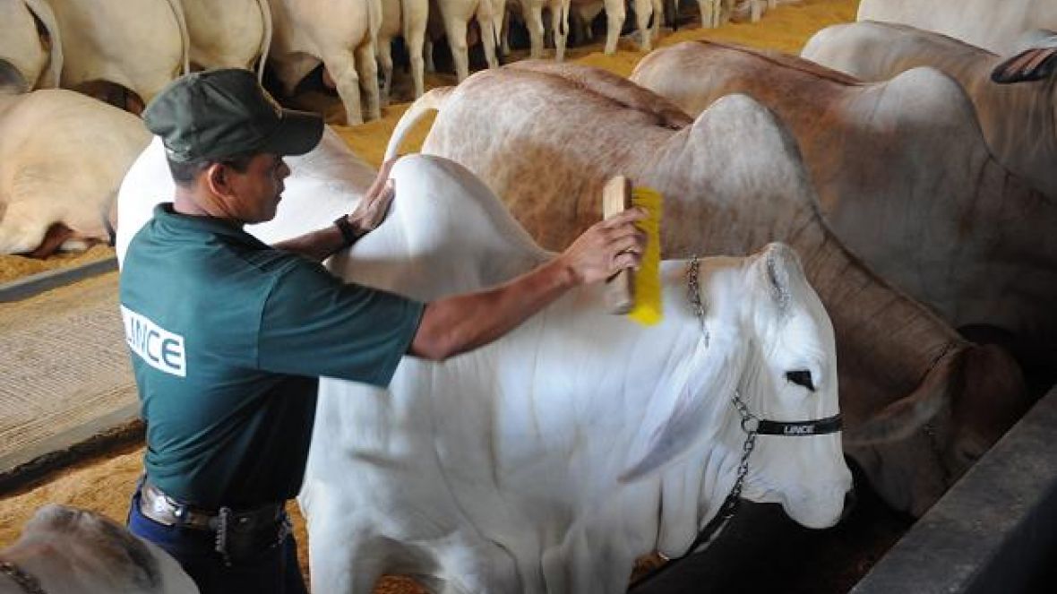 Ourofino promoverá capacitação de tratadores na ExpoZebu