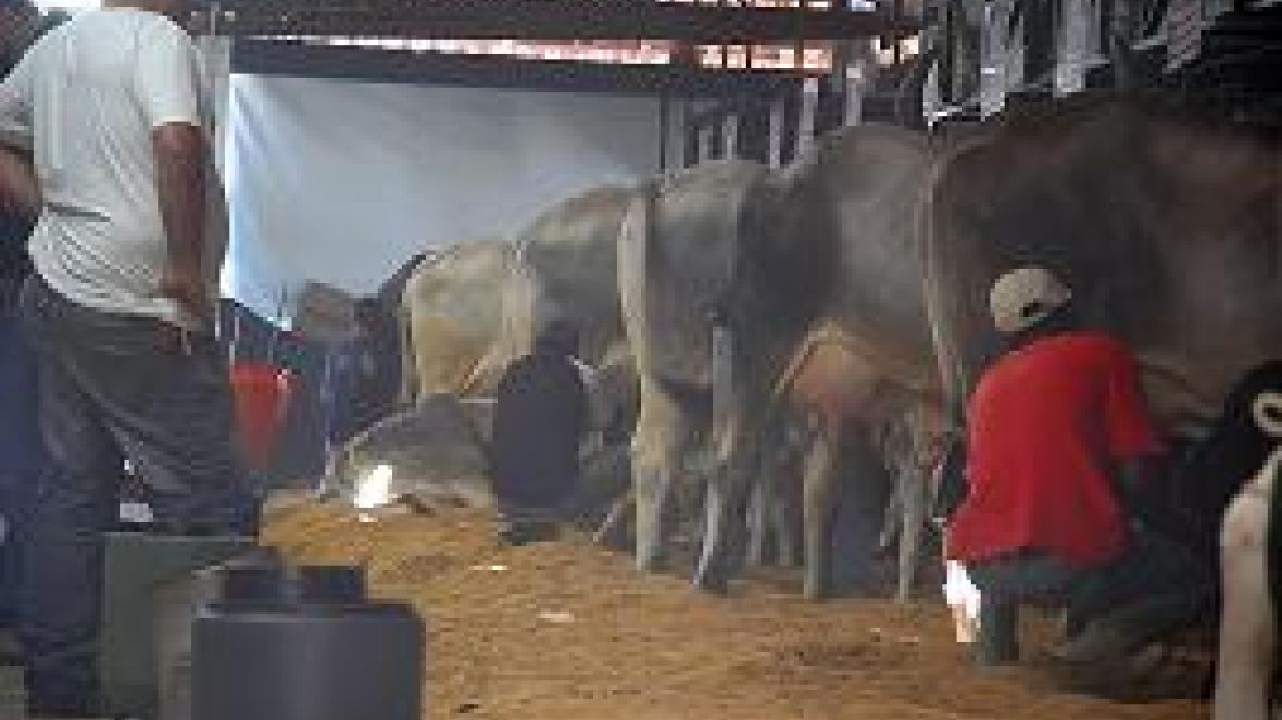 Começa Concurso Leiteiro da raça guzerá 