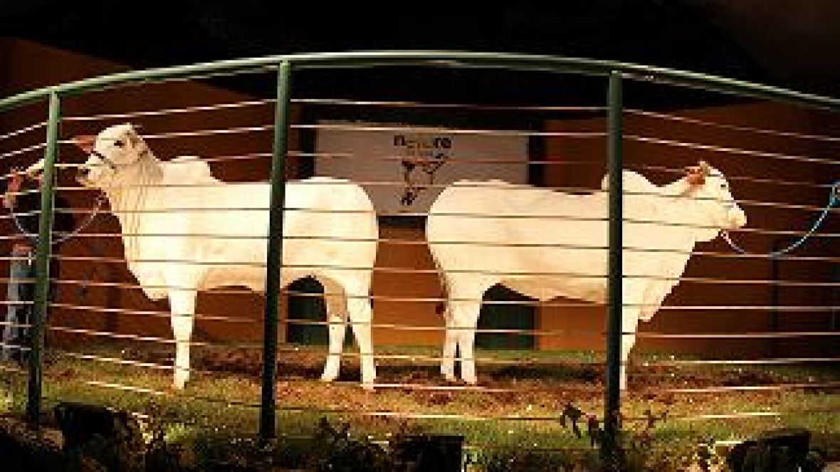Clone nelore é o animal mais caro da ExpoZebu 2012