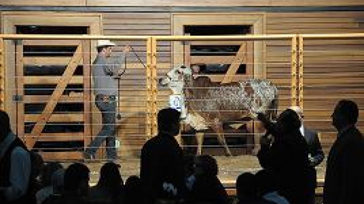 Leilões da ExpoZebu movimentam R$ 30,7 milhões