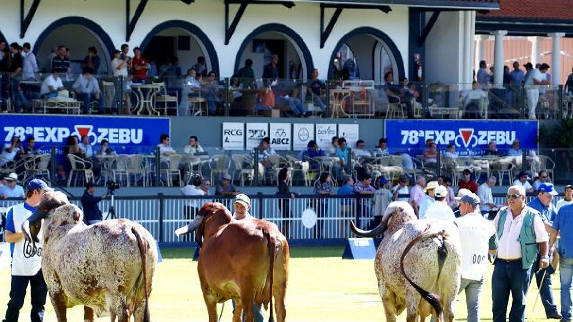 ExpoZebu já tem campeãs do campeonato Matriz Modelo