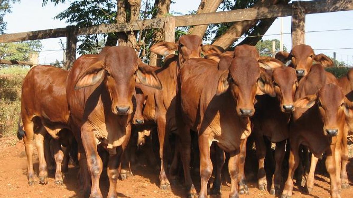 Raças sindi e brahman são avaliadas durante Provas de Ganho em Peso