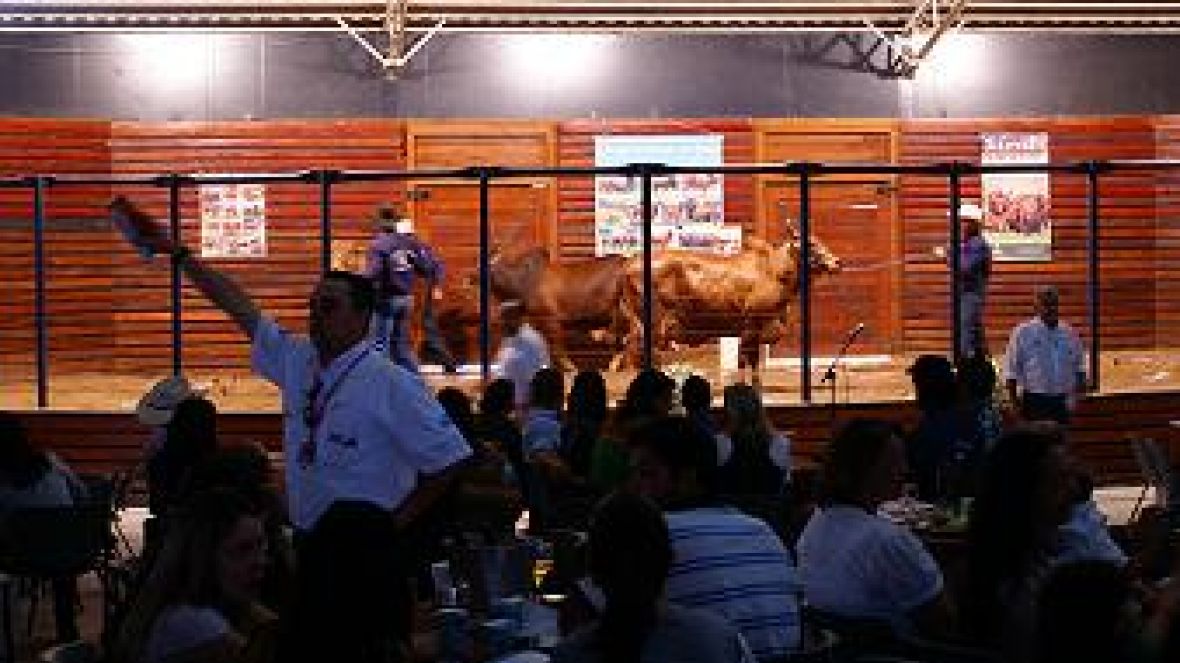 Remates da ExpoZebu faturam quase R$46 milhões