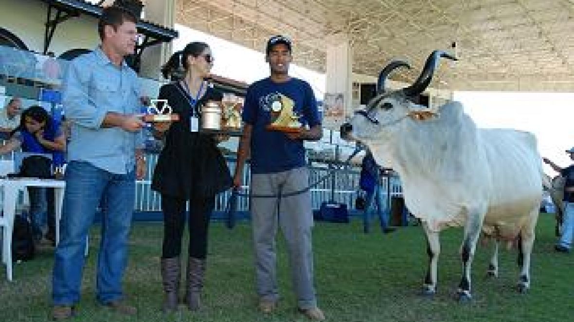 Fêmeas do Concurso Leiteiro voltam a ser premiadas na ExpoZebu 2012