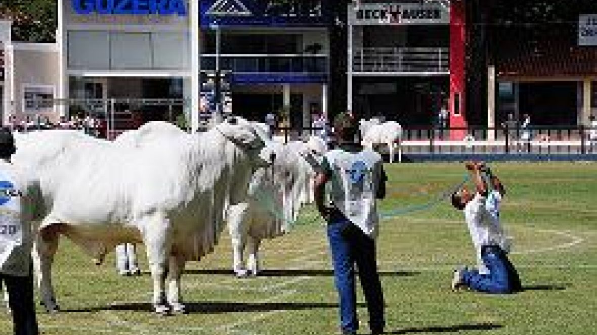78ª ExpoZebu  termina com faturamento de R$120 milhões