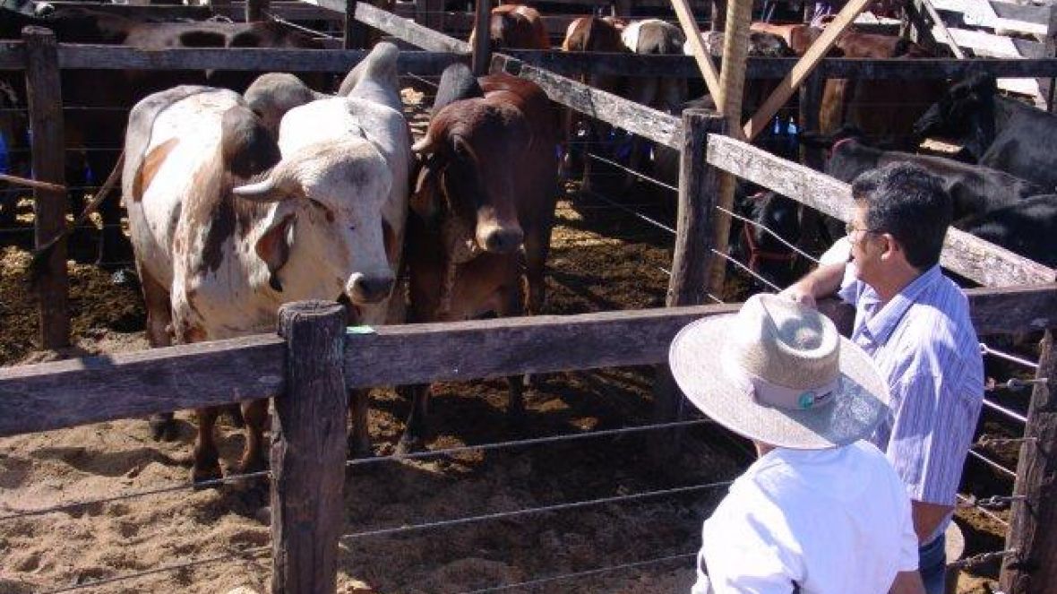 Na bacia leiteira do Prata entraram touros zebu do Pró-Genética