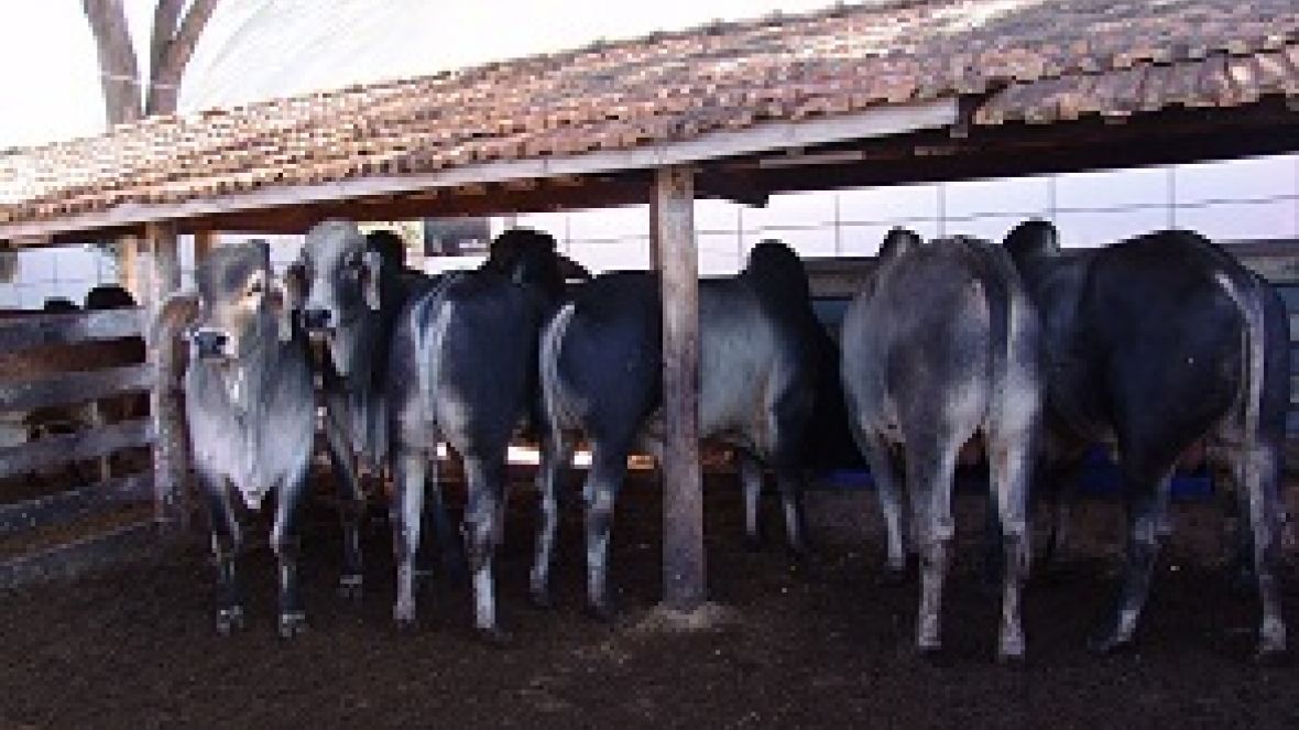 ABCZ com PMGZ Leite e Pró-Genética na UNIUBE amanhã! 