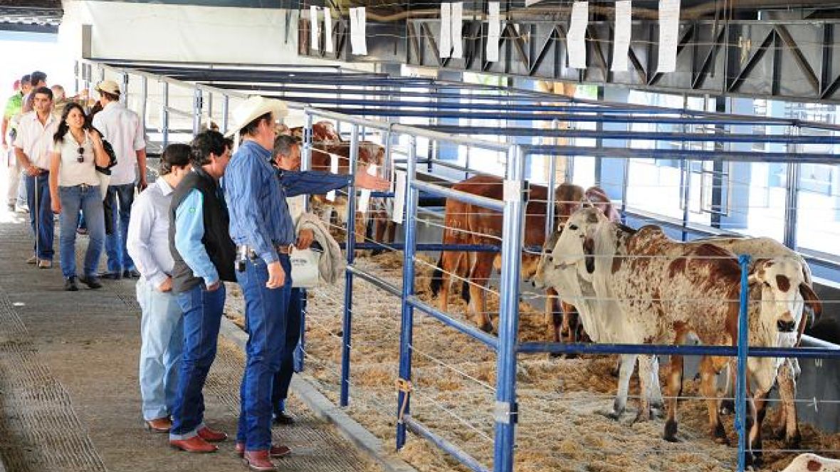 Abertas inscrições de animais para a 5ª ExpoGenética